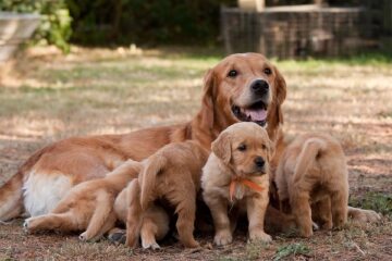 Mother dog and puppies