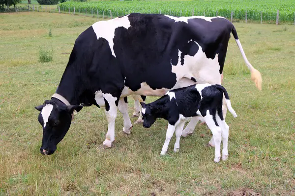 cow and calf gestation
