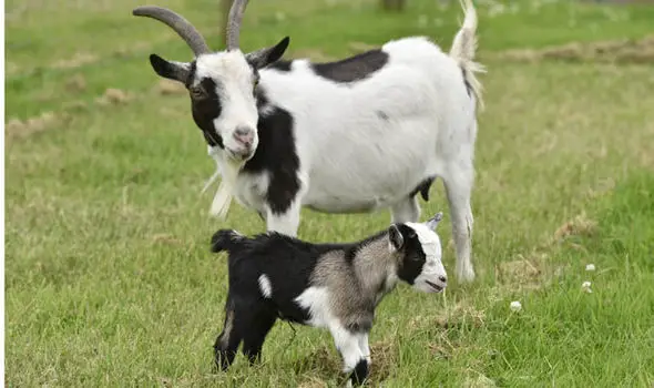 Goat and kid