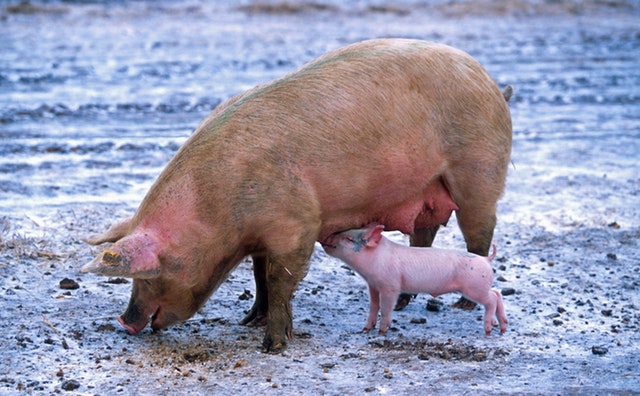 Mother pig and piglet