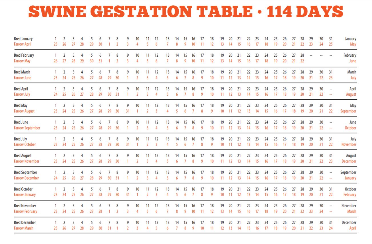 Pig Gestation Calculator Gestation Periods