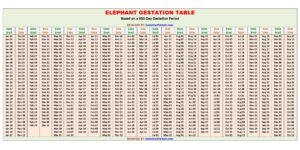 Elephant Gestation Calculator and Chart