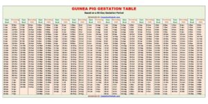 Guinea Pig Gestation Table / Chart