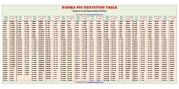 Guinea Pig Gestation Calculator and Chart