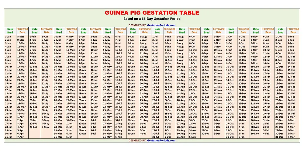 Guinea Pig Gestation Table / Chart