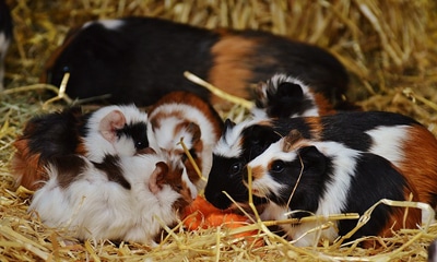 Guinea Pig and Pups
