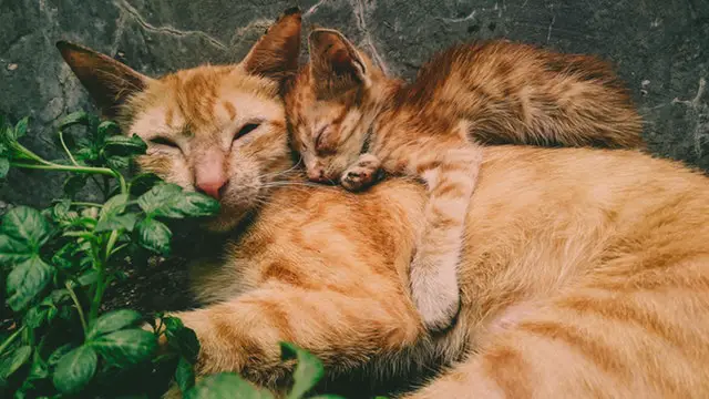 Queen and Kitten