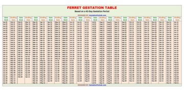 Ferret Gestation Table / Chart