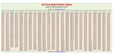 Cattle Gestation Calculator and Chart