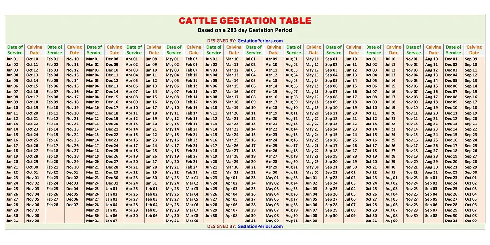 Cattle Gestation Table / Chart