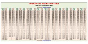 Chicken Egg Incubation Table / Chart