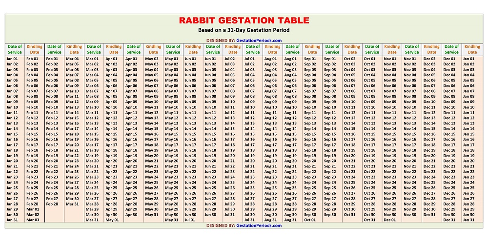 Rabbit Gestation Table / Chart