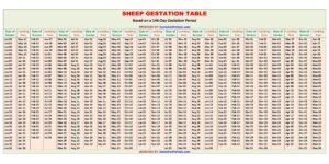 Sheep Gestation Table