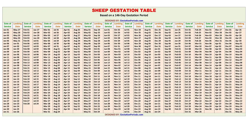 Sheep Gestation Table / Chart