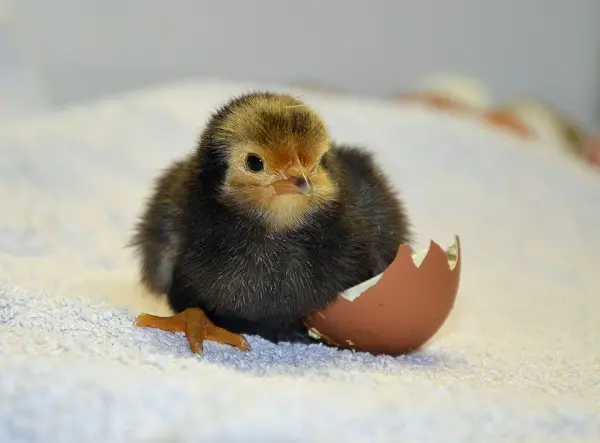 day old chick
