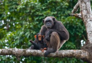 Chimpanzees are placental viviparous animals