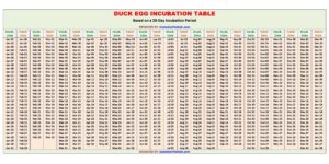 Duck Egg Incubation Calculator and Chart