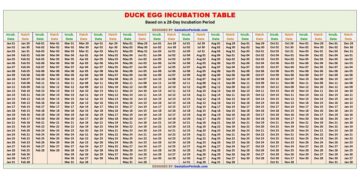 Duck Egg Incubation Table / Chart