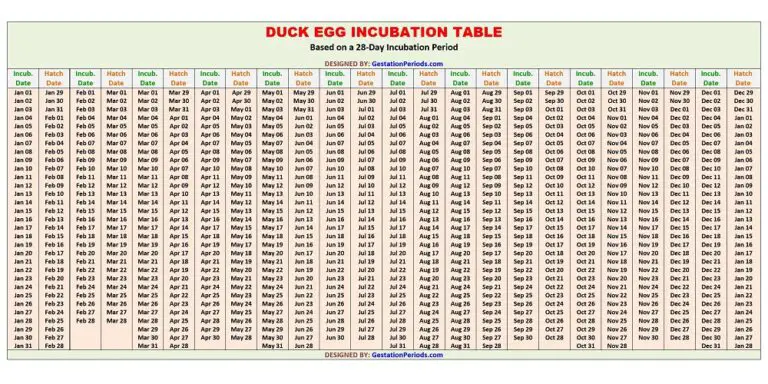 Duck Egg Incubation Table 768x384 