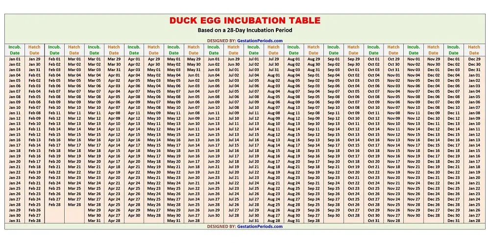 Duck Egg Incubation Table / Chart