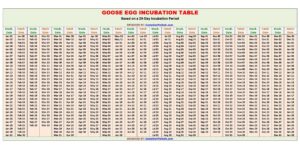 Goose Egg Incubation Table / Chart