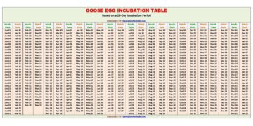 Goose Egg Incubation Table / Chart