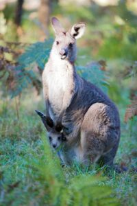 Kangaroo and baby