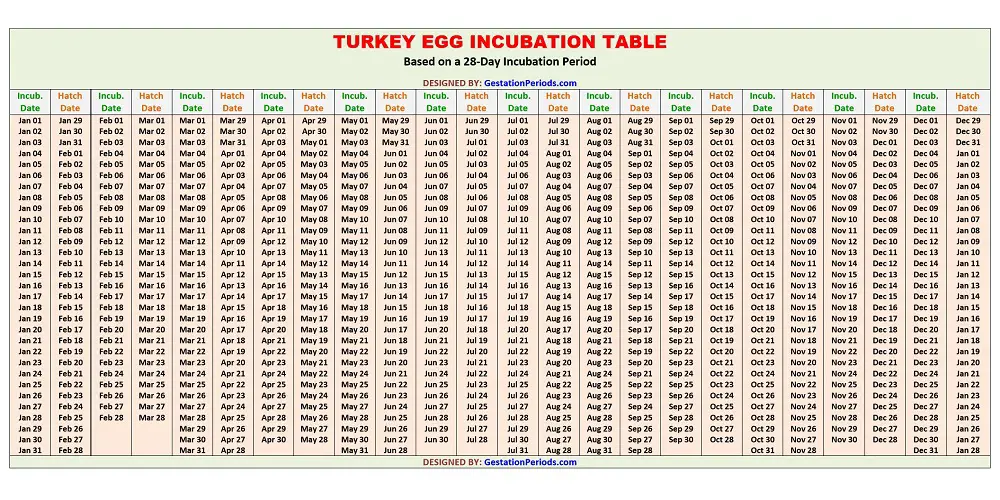 Turkey Egg Incubation Table / Chart