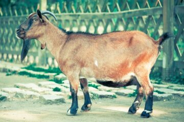 Goat gestation and pregnancy