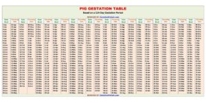 Pig Gestation Calculator and Chart