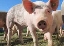 The Best Guide to Pig Gestation & Pregnancy