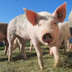 The Best Guide to Pig Gestation & Pregnancy