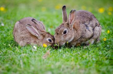 The Best Guide to Rabbit Gestation & Pregnancy