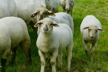 The Best Guide to Sheep Gestation & Pregnancy