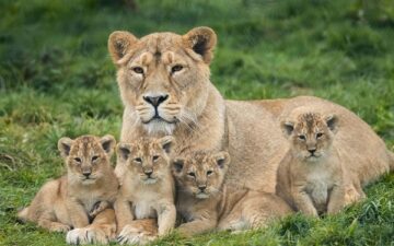 Lion Gestation Calculator and Chart