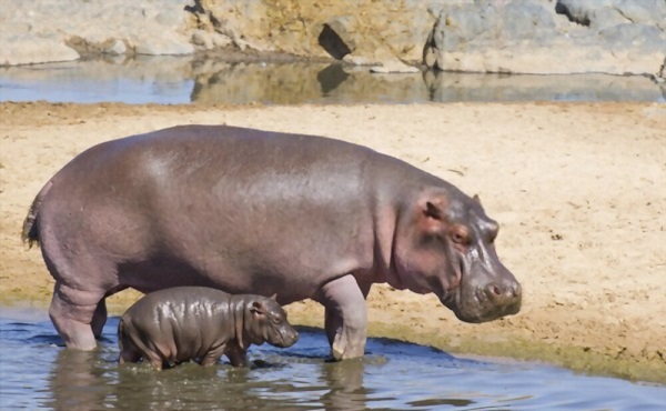 Hippopotamus Cow and Calf