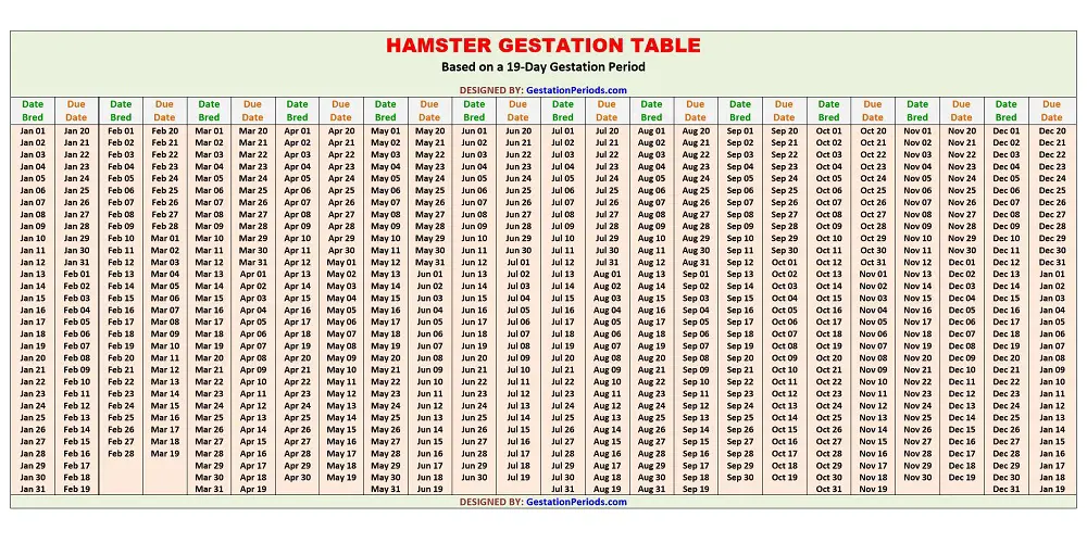 Hamster Gestation Table / Chart