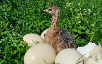 Ostrich Egg Incubation Calculator and Chart