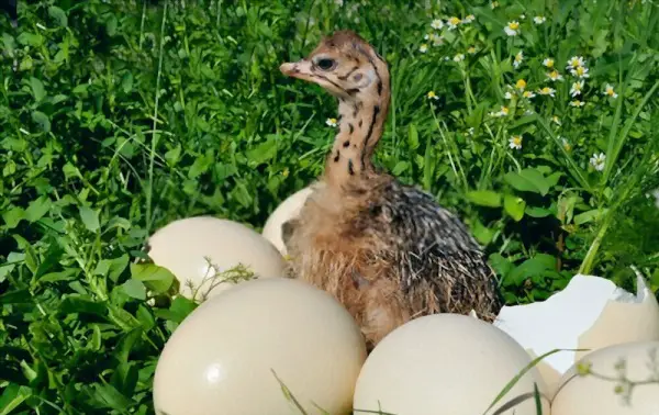 Newly hatched ostrich egg