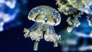 Jellyfish Gestation