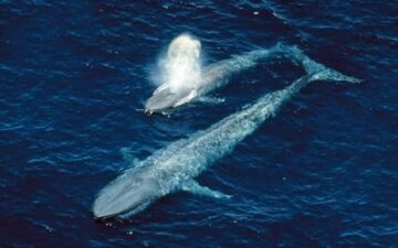 Mother Blue Whale and Calf