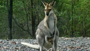 Mother Kangaroo and Young