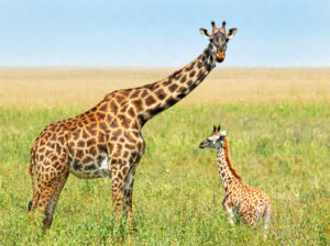 Giraffe Gestation Period and Chart