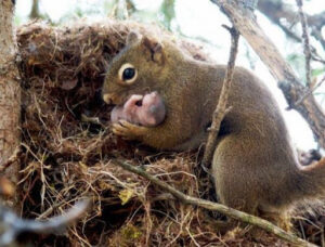 Squirrel and baby
