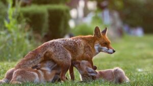 Mother fox and pups