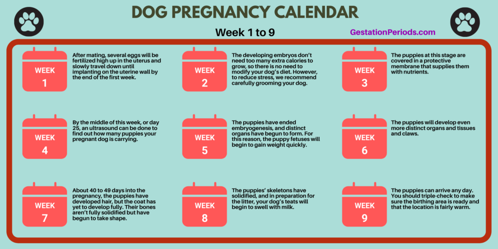 German Shepherd Pregnancy Calendar