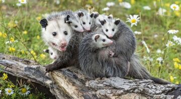 Mother opossum and babies