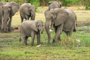 Elephant long gestation period